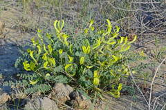 Astragalus flexus