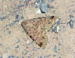 Autophila eremocharis