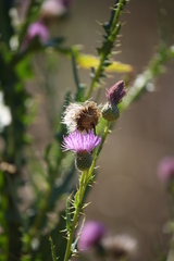 Cirsium alatum
