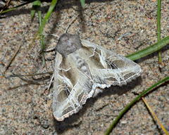 Lacanobia praedita