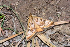 Loxostege eversmanni