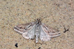 Loxostege scalaralis