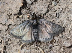 Metaxmeste sericealis