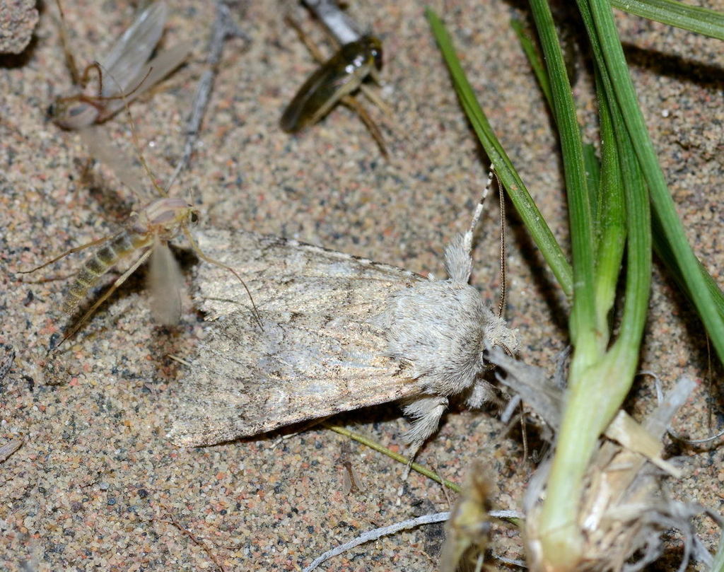 Anarta explicata
