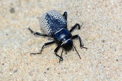 Trigonoscelis nodosa