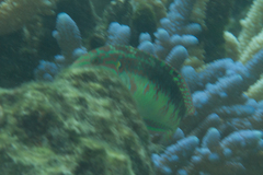 Halichoeres margaritaceus