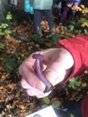 Laccaria amethystina