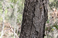 Eucalyptus fibrosa