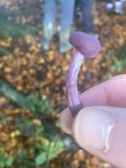 Laccaria amethystina