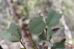 Eucalyptus fibrosa