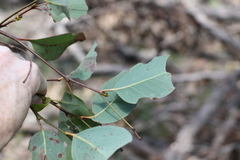 Eucalyptus fibrosa