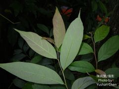 Glochidion acuminatum