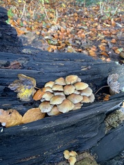Fungi