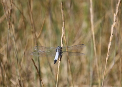 Orthetrum albistylum