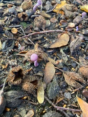 Laccaria amethystina