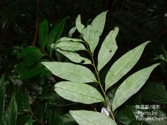 Glochidion acuminatum