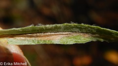 Liriomyza ptarmicae