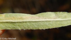 Liriomyza ptarmicae