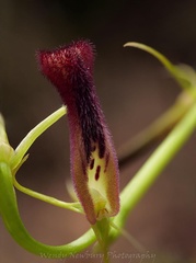 Cryptostylis hunteriana