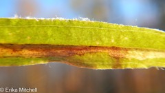 Liriomyza ptarmicae