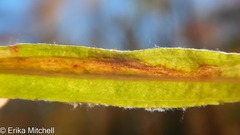Liriomyza ptarmicae