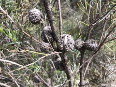 Hakea nodosa