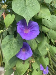 Ipomoea mitchelliae