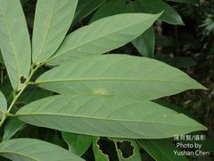 Glochidion acuminatum