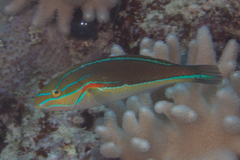 Stethojulis bandanensis