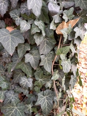 Hedera helix