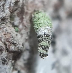 Luffia ferchaultella