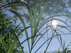 Miscanthus floridulus