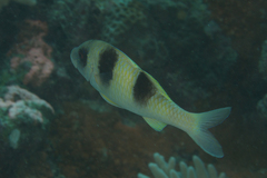 Parupeneus crassilabris