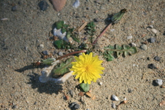 Taraxacum hellenicum