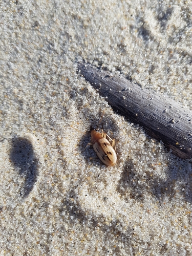 photo of The Beachcomber (Eurynebria complanata)