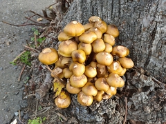 Armillaria