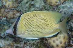 Chaetodon citrinellus