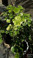 Polyscias balfouriana