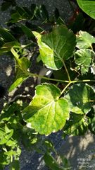 Polyscias balfouriana