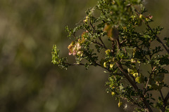 Dodonaea boroniifolia