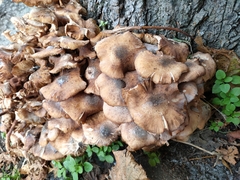Armillaria