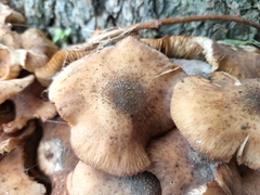 Armillaria