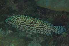 Honeycomb Grouper photo 5