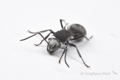 Polyrhachis senilis