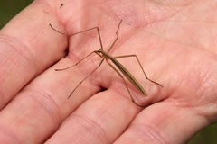 Apterobittacus apterus