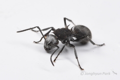Polyrhachis senilis