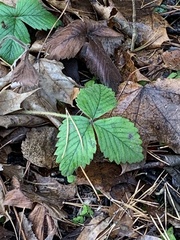 Fragaria vesca