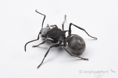 Polyrhachis senilis