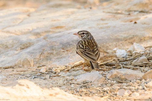 Madagascar Lark