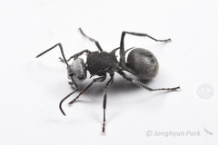 Polyrhachis senilis